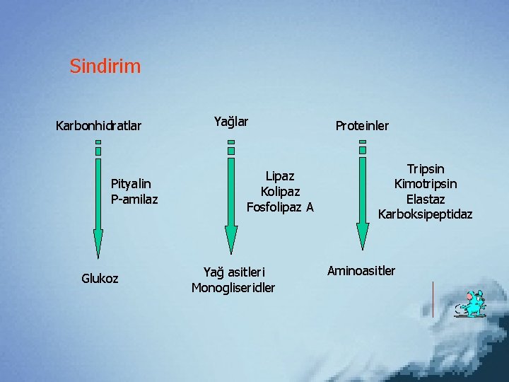 Sindirim Karbonhidratlar Pityalin P-amilaz Glukoz Yağlar Lipaz Kolipaz Fosfolipaz A Yağ asitleri Monogliseridler Proteinler