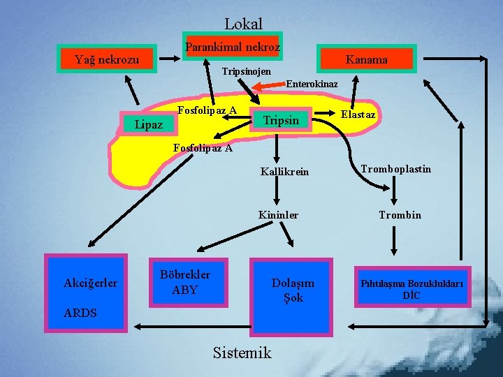 Lokal Parankimal nekroz Yağ nekrozu Kanama Tripsinojen Enterokinaz Fosfolipaz A Lipaz Tripsin Elastaz Fosfolipaz