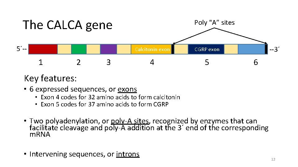 The CALCA gene 5´-- 1 2 Poly “A” sites Calcitonin exon CGRP exon 4