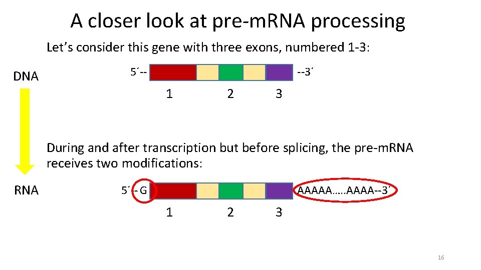 A closer look at pre-m. RNA processing Let’s consider this gene with three exons,