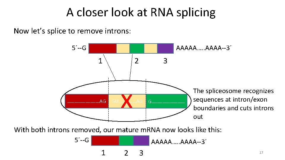 A closer look at RNA splicing Now let’s splice to remove introns: AAAAA…. .