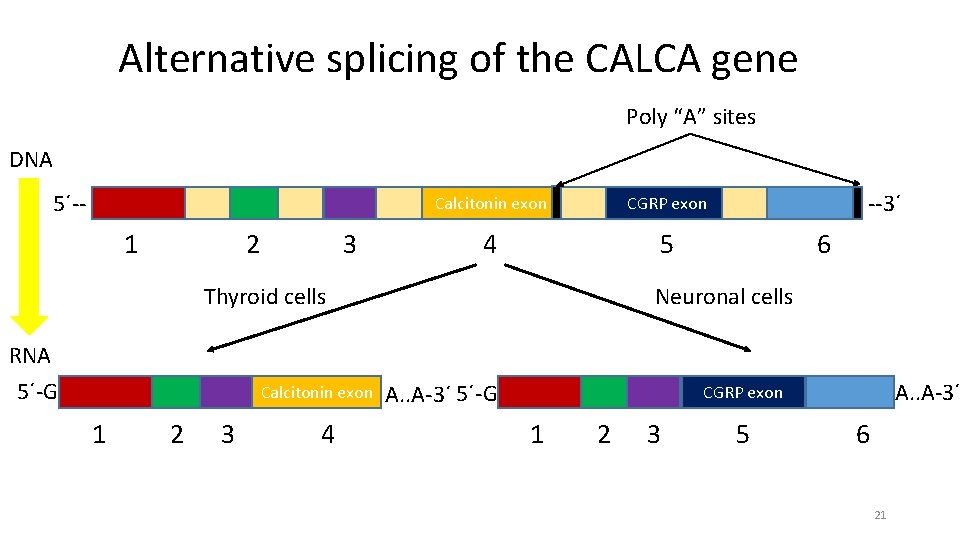 Alternative splicing of the CALCA gene Poly “A” sites DNA 5´-- 1 2 3