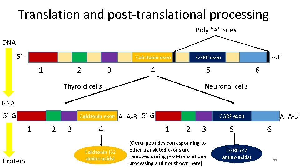 Translation and post-translational processing Poly “A” sites DNA 5´-- 1 2 3 Calcitonin exon