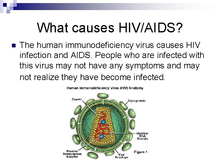 What causes HIV/AIDS? n The human immunodeficiency virus causes HIV infection and AIDS. People