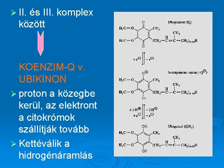 Ø II. és III. komplex között KOENZIM-Q v. UBIKINON Ø proton a közegbe kerül,