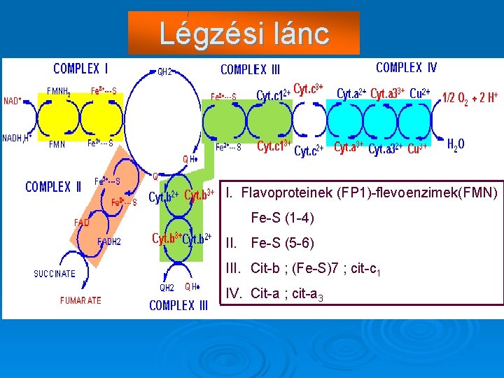 Légzési lánc I. Flavoproteinek (FP 1)-flevoenzimek(FMN) Fe-S (1 -4) II. Fe-S (5 -6) III.
