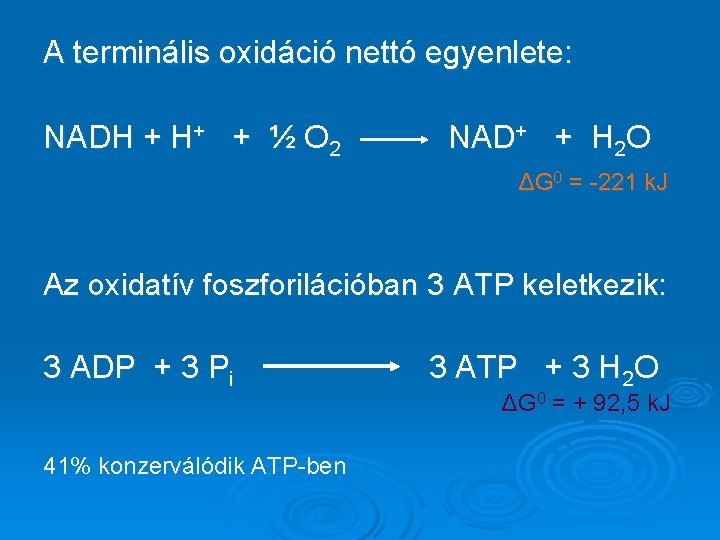 A terminális oxidáció nettó egyenlete: NADH + H+ + ½ O 2 NAD+ +