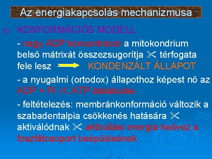 Az energiakapcsolás mechanizmusa a) KONFORMÁCIÓS MODELL - nagy ADP koncentráció a mitokondrium belső mátrixát