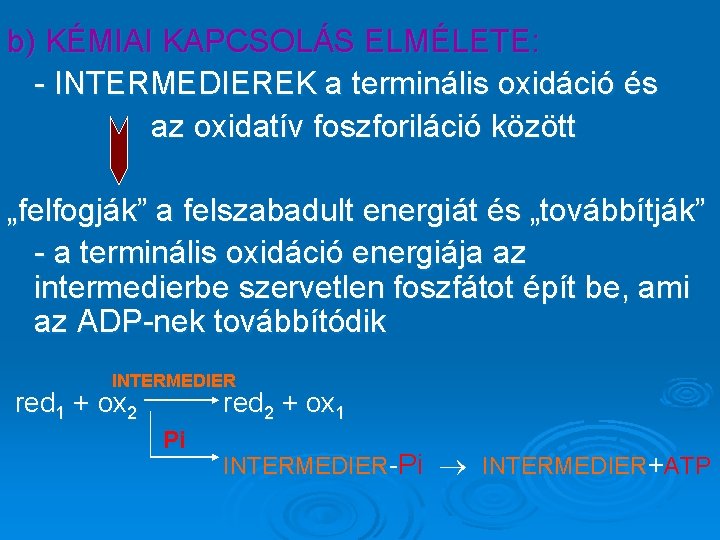b) KÉMIAI KAPCSOLÁS ELMÉLETE: - INTERMEDIEREK a terminális oxidáció és az oxidatív foszforiláció között