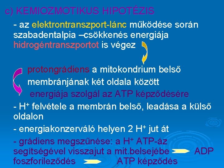 c) KEMIOZMOTIKUS HIPOTÉZIS - az elektrontranszport-lánc működése során szabadentalpia –csökkenés energiája hidrogéntranszportot is végez