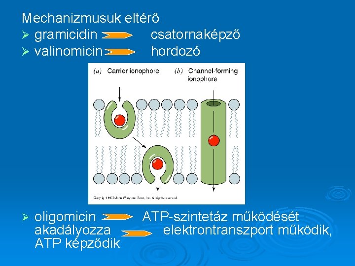 Mechanizmusuk eltérő Ø gramicidin csatornaképző Ø valinomicin hordozó Ø oligomicin akadályozza ATP képződik ATP-szintetáz