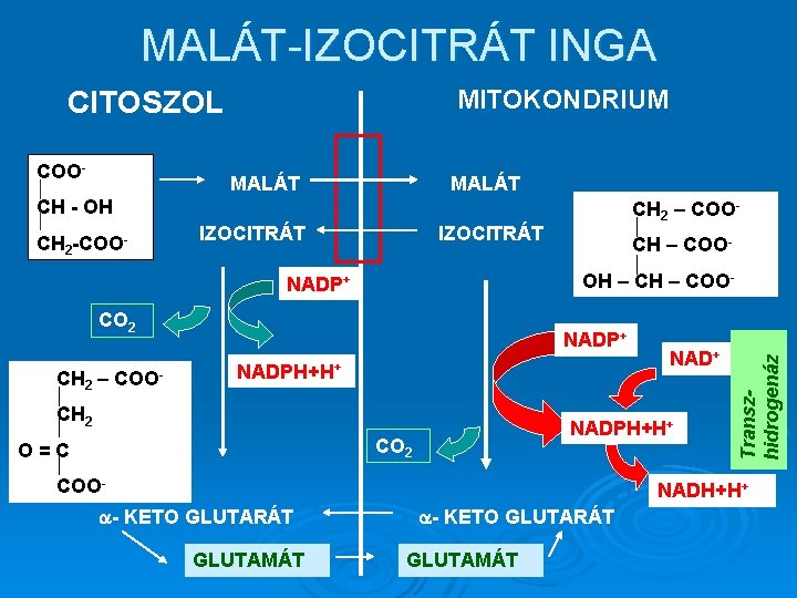 MALÁT-IZOCITRÁT INGA MITOKONDRIUM CITOSZOL MALÁT CH - OH CH 2 -COO- IZOCITRÁT CH –