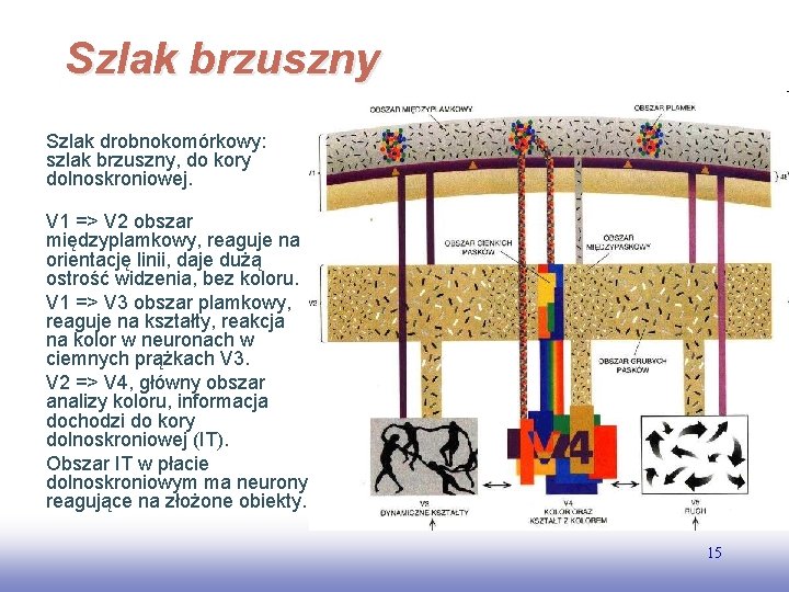 Szlak brzuszny Szlak drobnokomórkowy: szlak brzuszny, do kory dolnoskroniowej. V 1 => V 2