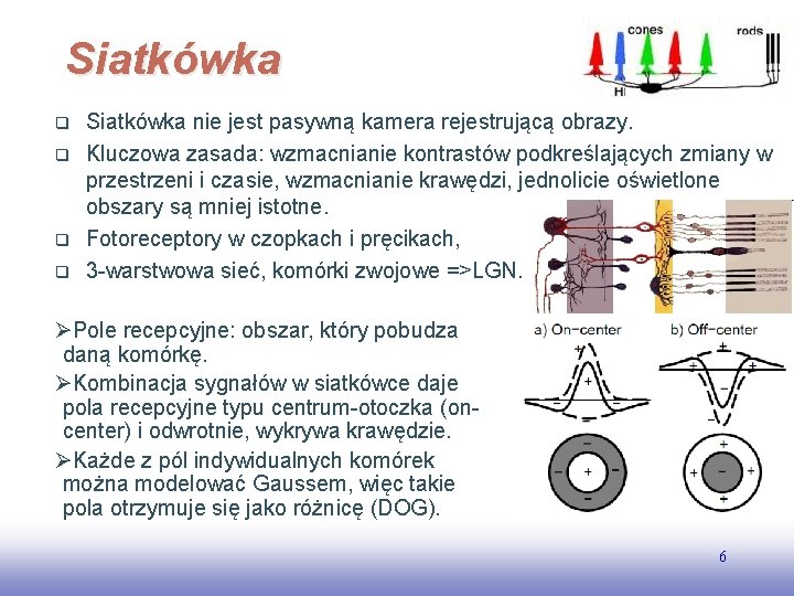 Siatkówka q q Siatkówka nie jest pasywną kamera rejestrującą obrazy. Kluczowa zasada: wzmacnianie kontrastów