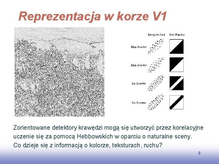 Reprezentacja w korze V 1 Zorientowane detektory krawędzi mogą się utworzyć przez korelacyjne uczenie