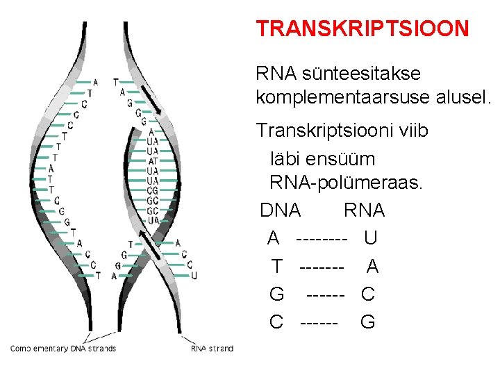 TRANSKRIPTSIOON RNA sünteesitakse komplementaarsuse alusel. Transkriptsiooni viib läbi ensüüm RNA-polümeraas. DNA RNA A ---- TRANSKRIPTSIOON RNA sünteesitakse komplementaarsuse alusel. Transkriptsiooni viib läbi ensüüm RNA-polümeraas. DNA RNA A ----
