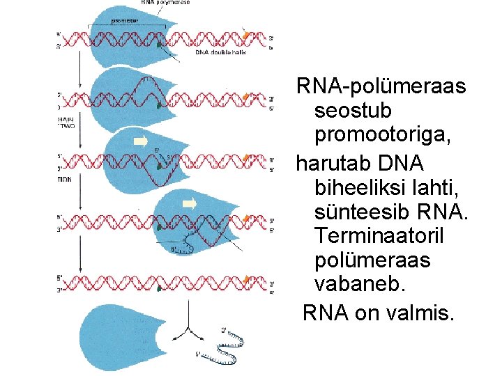RNA-polümeraas seostub promootoriga, harutab DNA biheeliksi lahti, sünteesib RNA. Terminaatoril polümeraas vabaneb. RNA on RNA-polümeraas seostub promootoriga, harutab DNA biheeliksi lahti, sünteesib RNA. Terminaatoril polümeraas vabaneb. RNA on