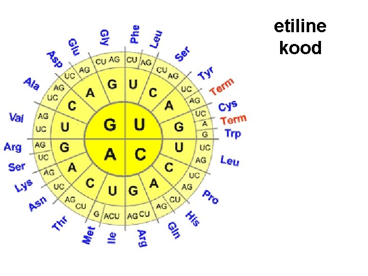 etiline kood etiline kood