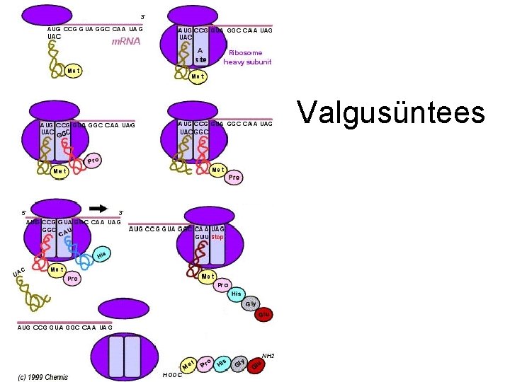 Valgusüntees Valgusüntees