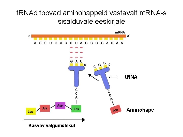 t. RNAd toovad aminohappeid vastavalt m. RNA-s sisalduvale eeskirjale t. RNA Aminohape Kasvav valgumolekul t. RNAd toovad aminohappeid vastavalt m. RNA-s sisalduvale eeskirjale t. RNA Aminohape Kasvav valgumolekul
