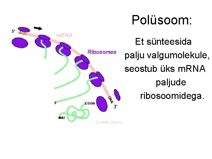 Polüsoom: Et sünteesida palju valgumolekule, seostub üks m. RNA paljude ribosoomidega. Polüsoom: Et sünteesida palju valgumolekule, seostub üks m. RNA paljude ribosoomidega.