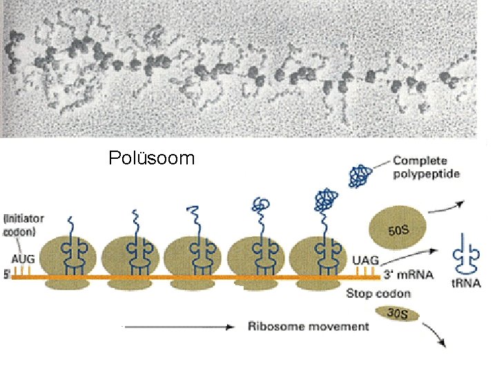 Polüsoom Polüsoom