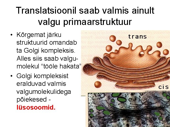 Translatsioonil saab valmis ainult valgu primaarstruktuur • Kõrgemat järku struktuurid omandab ta Golgi kompleksis. Translatsioonil saab valmis ainult valgu primaarstruktuur • Kõrgemat järku struktuurid omandab ta Golgi kompleksis.