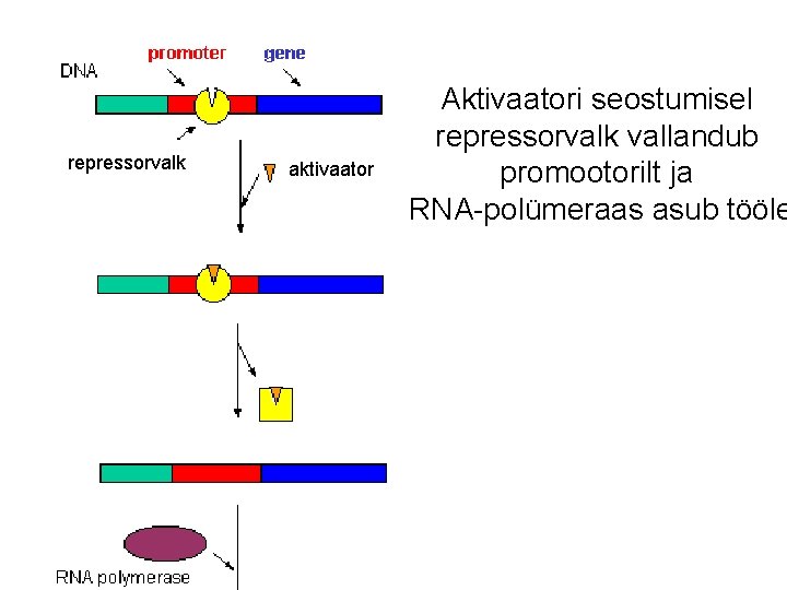 repressorvalk aktivaator Aktivaatori seostumisel repressorvalk vallandub promootorilt ja RNA-polümeraas asub tööle repressorvalk aktivaator Aktivaatori seostumisel repressorvalk vallandub promootorilt ja RNA-polümeraas asub tööle