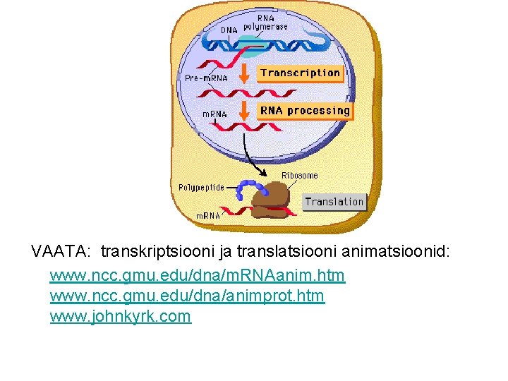 VAATA: transkriptsiooni ja translatsiooni animatsioonid: www. ncc. gmu. edu/dna/m. RNAanim. htm www. ncc. gmu. VAATA: transkriptsiooni ja translatsiooni animatsioonid: www. ncc. gmu. edu/dna/m. RNAanim. htm www. ncc. gmu.