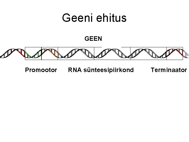 Geeni ehitus GEEN Promootor RNA sünteesipiirkond Terminaator Geeni ehitus GEEN Promootor RNA sünteesipiirkond Terminaator