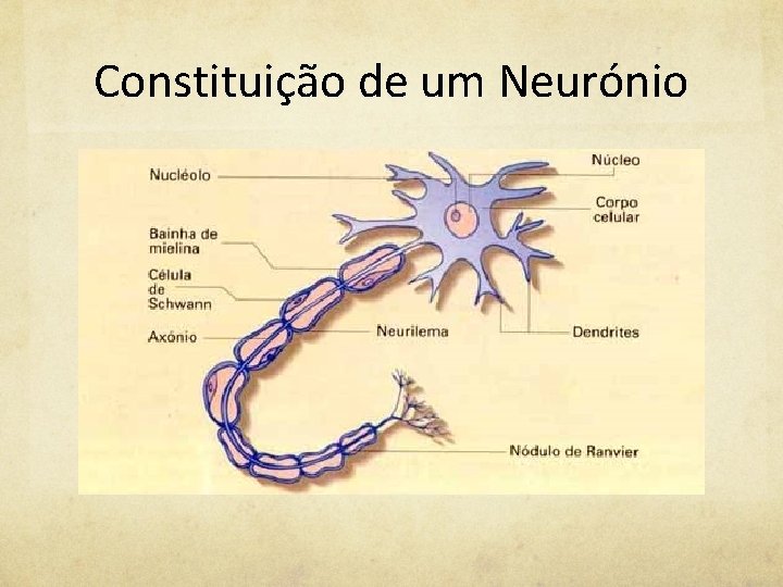 Constituição de um Neurónio 