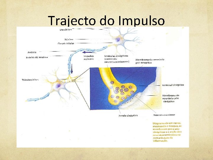 Trajecto do Impulso Nervoso 