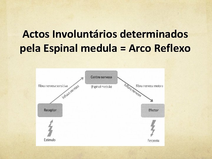 Actos Involuntários determinados pela Espinal medula = Arco Reflexo 