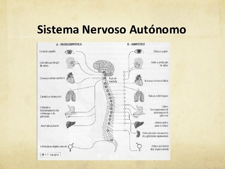 Sistema Nervoso Autónomo 