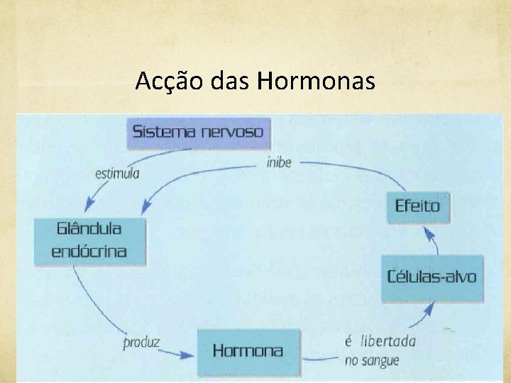 Acção das Hormonas 
