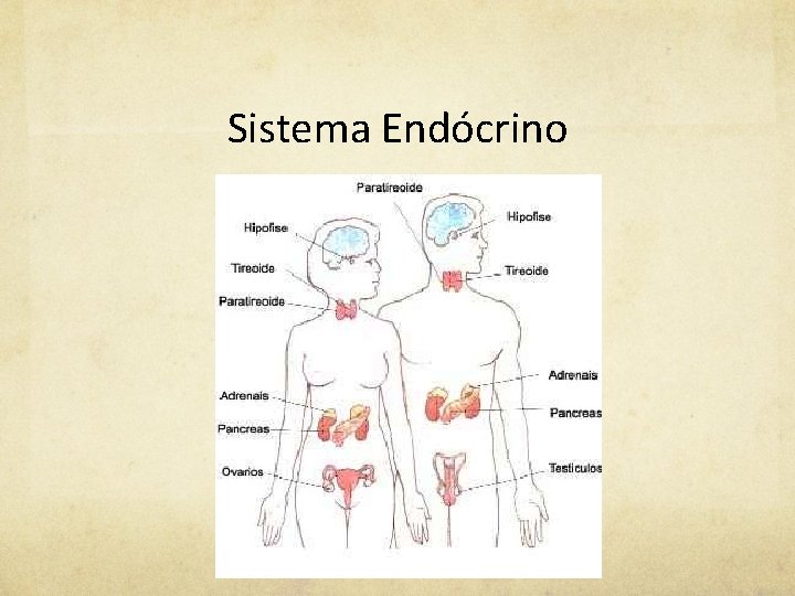 Sistema Endócrino 