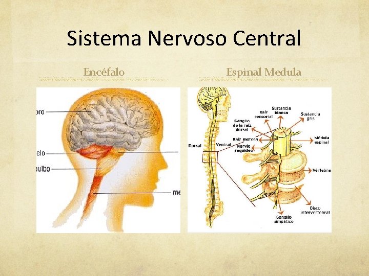 Sistema Nervoso Central Encéfalo Espinal Medula Sistema Nervoso Central Encéfalo Espinal Medula