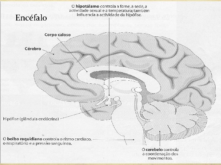 Encéfalo 