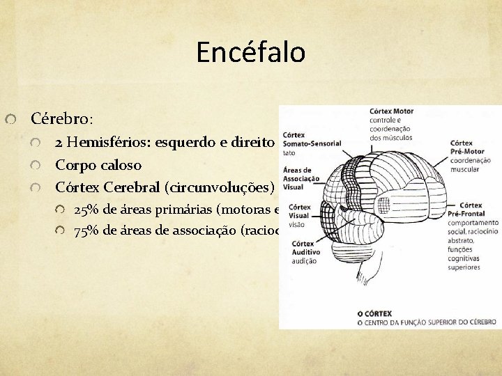 Encéfalo Cérebro: 2 Hemisférios: esquerdo e direito Corpo caloso Córtex Cerebral (circunvoluções) 25% de Encéfalo Cérebro: 2 Hemisférios: esquerdo e direito Corpo caloso Córtex Cerebral (circunvoluções) 25% de
