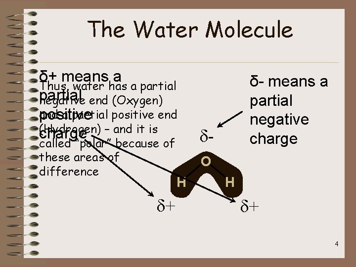 The Water Molecule δ+ means a Thus, water has a partial negative end (Oxygen)