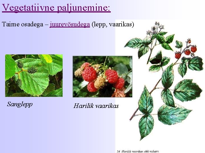Vegetatiivne paljunemine: Taime osadega – juurevõsudega (lepp, vaarikas) Sanglepp Harilik vaarikas 