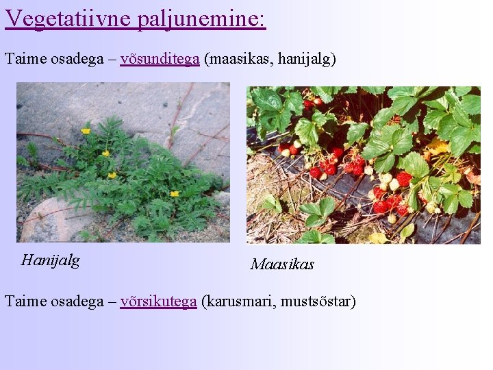 Vegetatiivne paljunemine: Taime osadega – võsunditega (maasikas, hanijalg) Hanijalg Maasikas Taime osadega – võrsikutega