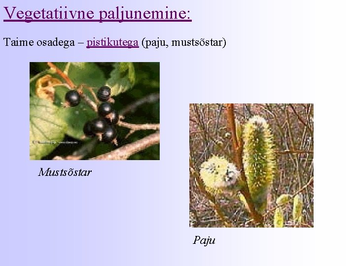 Vegetatiivne paljunemine: Taime osadega – pistikutega (paju, mustsõstar) Mustsõstar Paju 