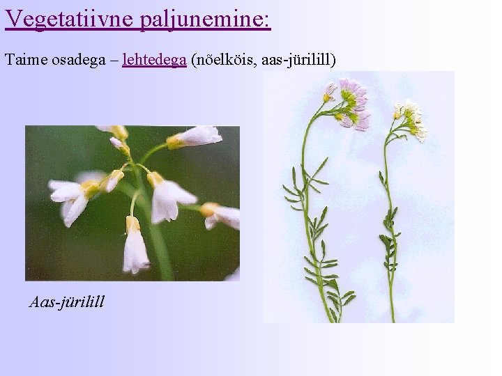 Vegetatiivne paljunemine: Taime osadega – lehtedega (nõelköis, aas-jürilill) Aas-jürilill 