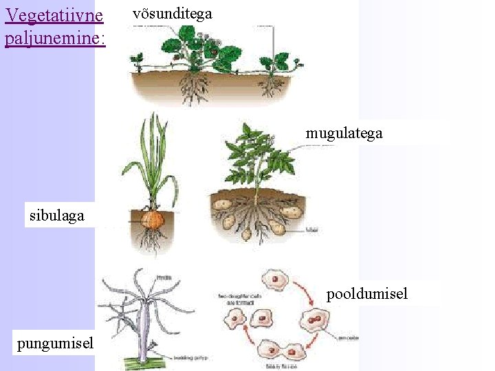 Vegetatiivne paljunemine: võsunditega mugulatega sibulaga pooldumisel pungumisel 