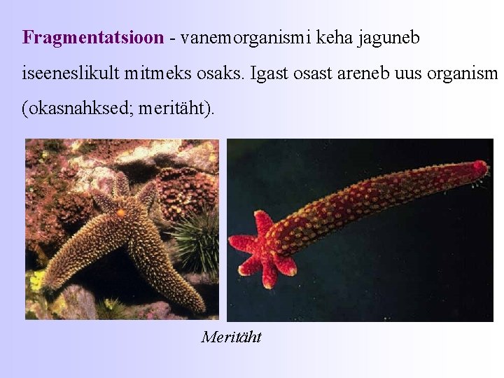 Fragmentatsioon - vanemorganismi keha jaguneb iseeneslikult mitmeks osaks. Igast osast areneb uus organism (okasnahksed;