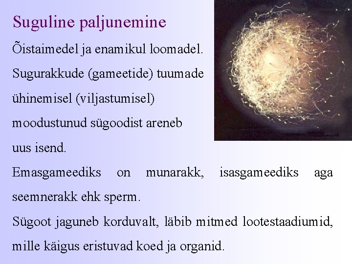 Suguline paljunemine Õistaimedel ja enamikul loomadel. Sugurakkude (gameetide) tuumade ühinemisel (viljastumisel) moodustunud sügoodist areneb