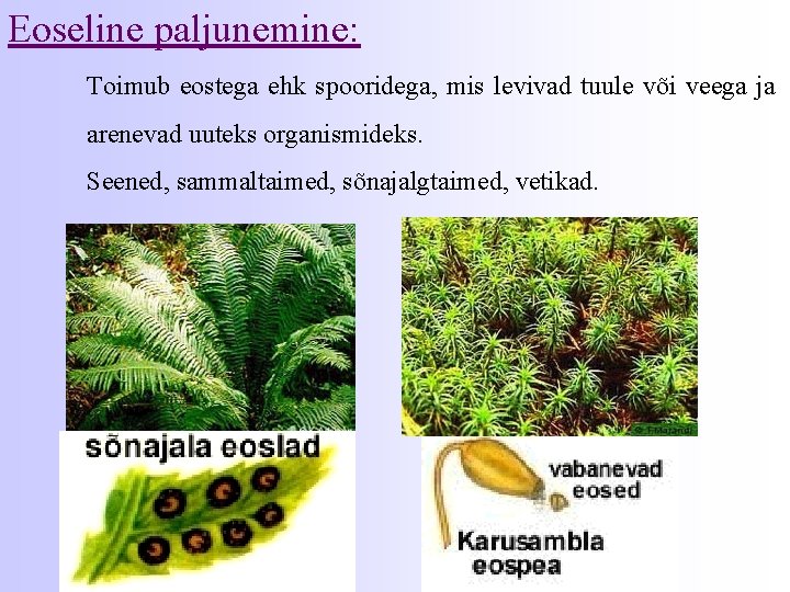 Eoseline paljunemine: Toimub eostega ehk spooridega, mis levivad tuule või veega ja arenevad uuteks