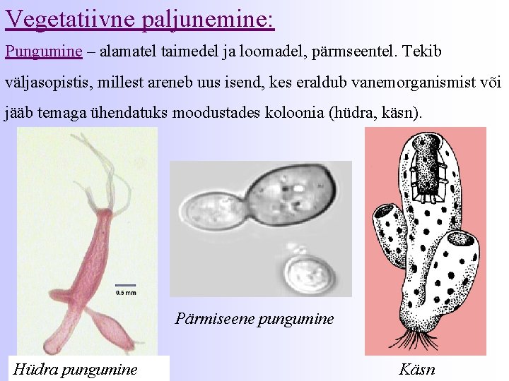 Vegetatiivne paljunemine: Pungumine – alamatel taimedel ja loomadel, pärmseentel. Tekib väljasopistis, millest areneb uus