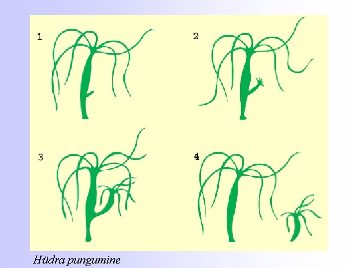 Hüdra pungumine 
